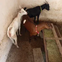 دو عدد بز هیکلی