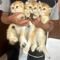 توله گربه گلد