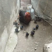 فروش مرغ و جوجه
