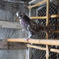 کبوتر|پرنده|گمیشان, |دیوار