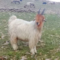 بعده تخمی عروسک برا جلو گوسفند