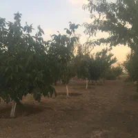 باغ۱۰۰۰متری حسین آباد نقش رستم|فروش زمین و ملک کلنگی|مرودشت, نقش رستم|دیوار