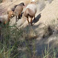 قوچ|حیوانات مزرعه|سده (فارس), |دیوار