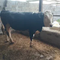 گاو نر سیمیتالی مشکی درجه یک گوشتی