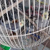 عروس هلندی|پرنده|شیراز, لاله|دیوار