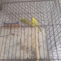 یک جفت مرغ عشق سالم و سرحال|پرنده|بندر کنگان, |دیوار