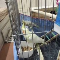 ی جفت عروس هلندی نر ماده ب شرط سالم و سلامت|پرنده|محمدشهر, ولدآباد|دیوار