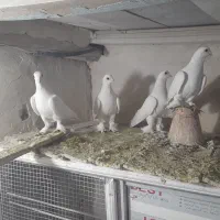 کفتر|پرنده|تبریز, |دیوار