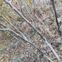 نهال گردو و انگور و بید مجنون|خدمات باغبانی و درختکاری|نوشین شهر, |دیوار