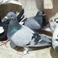 2تاکبوتر سبز 1 کوهی|پرنده|شیراز, هفت تنان|دیوار