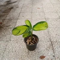 گل ، گل زیبای مارانتا و فیلودندرون فقط ۱۲۰ تومن