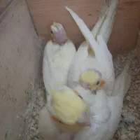 جوجه عروس دانه خور(۱ماهه)