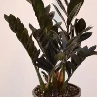 گل طبیعی|گل و گیاه طبیعی|نیشابور, گنبد سبز|دیوار