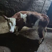 دو عدد گوساله نر با یک گاو سمنتال|حیوانات مزرعه|قیدار, |دیوار