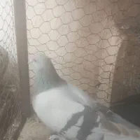 کفتر قلاق وترکیه ای سرور|پرنده|برخوار, |دیوار