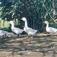 قوغازسفید نر|حیوانات مزرعه|قائم‌شهر, |دیوار