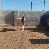 نر بز جوان چوش|حیوانات مزرعه|سیمین شهر, |دیوار