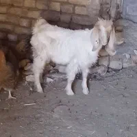 یک راس بزغاله نره خوشگل