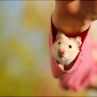 همستر مرجع ترین و تخصصی ترین مجموعه ماییم|موش و خرگوش|اصفهان, نقش جهان|دیوار