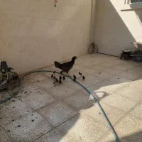 مرغ لاری با۱۴تا جوجه|حیوانات مزرعه|گنبد کاووس, |دیوار