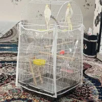 عروس هلندی سالم و سرحال