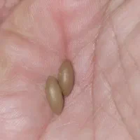 نگین