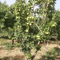 جنگل میوه ۷۵۰ متری تیکه ای از بهشت|فروش دفتر صنعتی، کشاورزی، تجاری|کرج, گلشهر|دیوار
