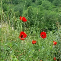 سیم کارت سیم کارت    09158887800