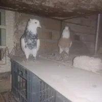 طوقی|پرنده|آبدانان, |دیوار