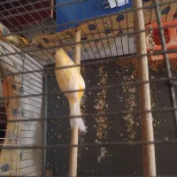 قناری نروماده رسمی