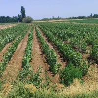 نهال صنوبر|گل و گیاه طبیعی|میاندوآب, |دیوار