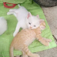 سه عدد بچه گربه نژاد دار دوماهه