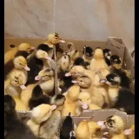 جوجه رنگی و اوردک‌سالم