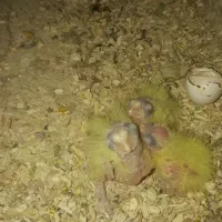 عروس هلندی همراه سه جوجه