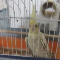 عروسی هلندی ماده باقفس