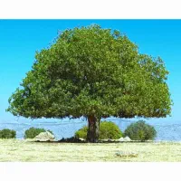 باغ-و-دامداری