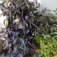 گل طبیعی|گل و گیاه طبیعی|مرند, |دیوار