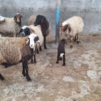 ۱۰ راس میش داشتی درجه یک