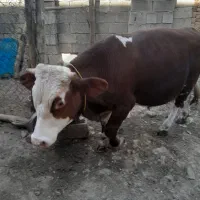 گوساله سمیتال‌اصل.به‌فروش‌می‌رسد|حیوانات مزرعه|بانه, |دیوار