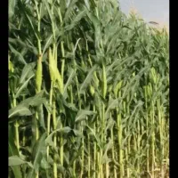 فروش ۳۰تن ذرت علوفه ای آماده بسته بندی