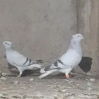 دوم سفید ماده