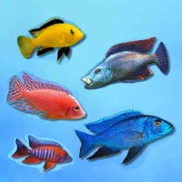 فروشگاه آکواریوم و ماهی گلدن فیش|ماهی|گلپایگان, |دیوار