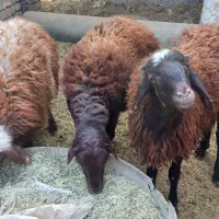 بره چاق پروار شده|حیوانات مزرعه|سمنان, |دیوار