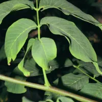 خریدوفروش انواع‌چوب|خدمات باغبانی و درختکاری|آذرشهر, |دیوار