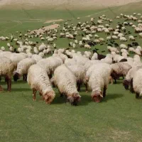 گوسفند زنده مستقیم از کوه کلات 95 درصد تخفیف ویژه*