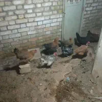 مرغ گیلین گردن لخت بفروش میرسد