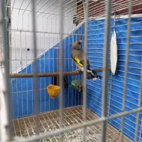 سهره کرمونی دو رگ ، قفس|پرنده|مشهد, شفا|دیوار