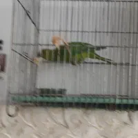 طوطی ملنگو|پرنده|شهرکرد, |دیوار