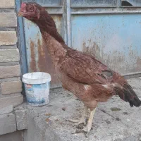لاری گوشواره دار با اصالت