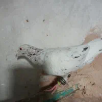 کفتر هفت رنگ نر تیکه دار